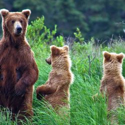 Grizly-bear-at-Alaska.jpg