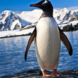 See-the-beautiful-penguins-in-Antarctica.jpg
